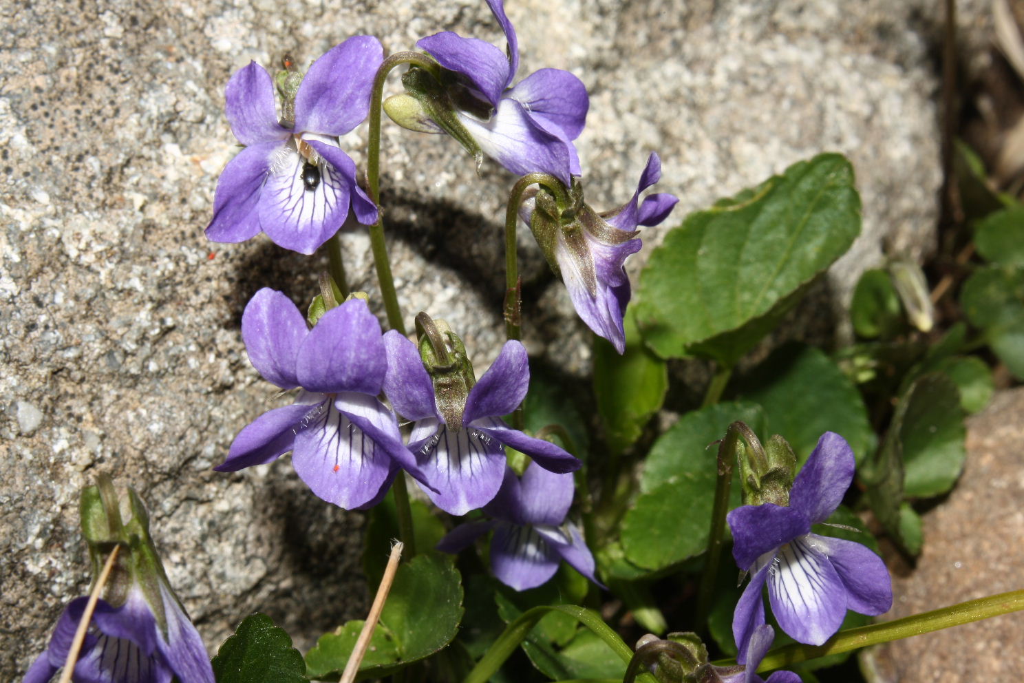 Viola riviniana / Viola di Rivinus